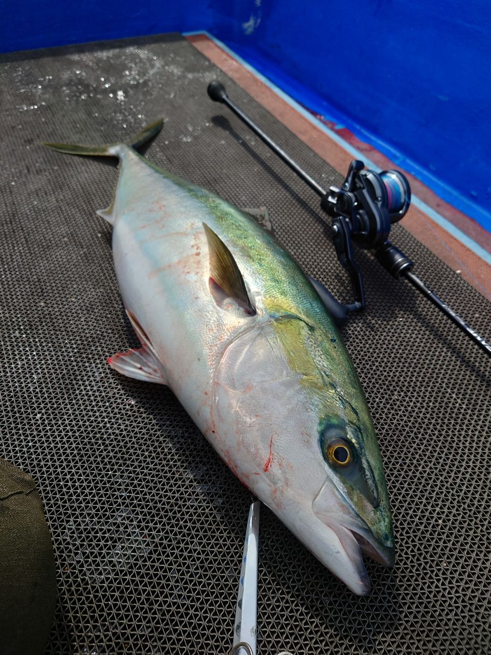 ちょんntpさんの釣果 1枚目の画像