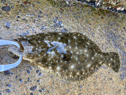 ヒラメの釣果