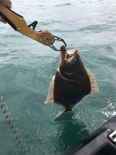 ヒラメの釣果