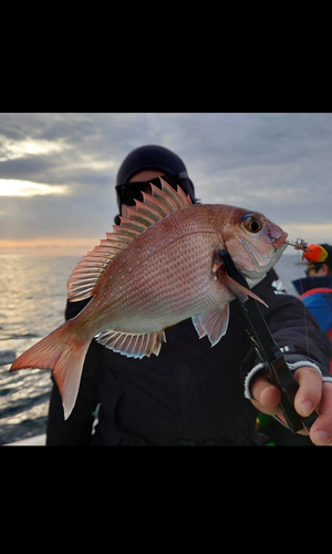 タイの釣果