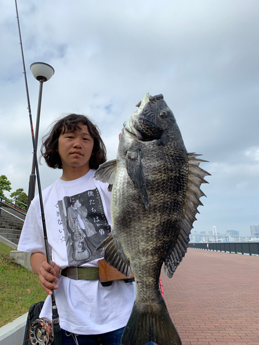 チヌの釣果