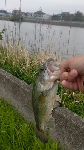 ラージマウスバスの釣果