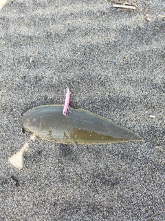 シタビラメの釣果