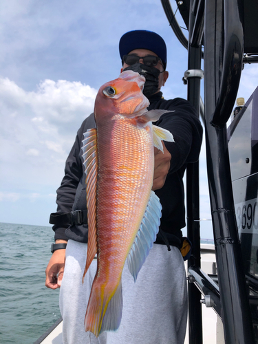 アマダイの釣果