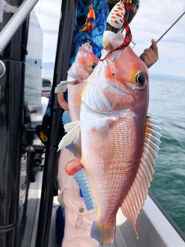 アマダイの釣果