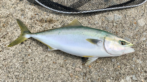 ハマチの釣果