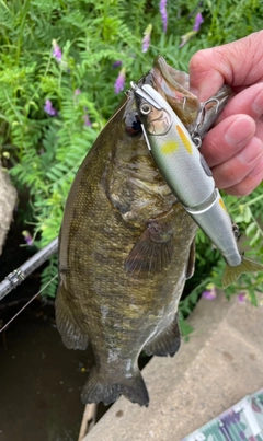 スモールマウスバスの釣果