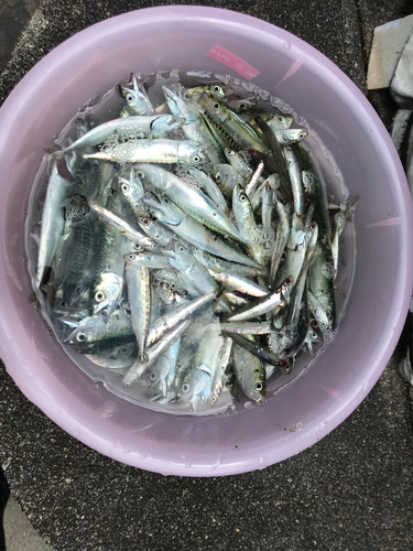 サバの釣果