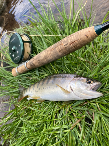 ヤマメの釣果