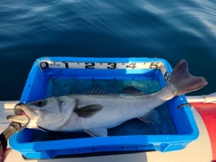 スズキの釣果