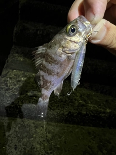 メバルの釣果