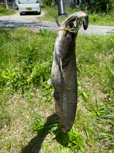 ナマズの釣果