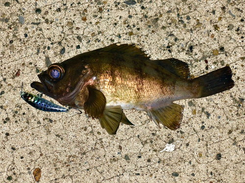 メバルの釣果