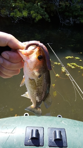 ブラックバスの釣果