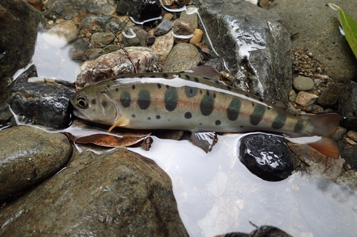 ヤマメの釣果