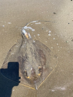 アカエイの釣果