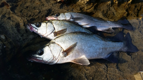 ヒラスズキの釣果