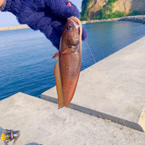 ドンコの釣果