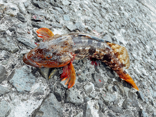 アイナメの釣果