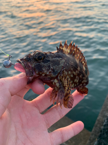 カサゴの釣果