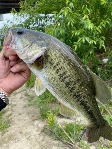 ブラックバスの釣果