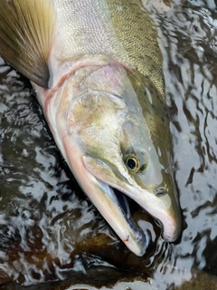 カラフトマスの釣果