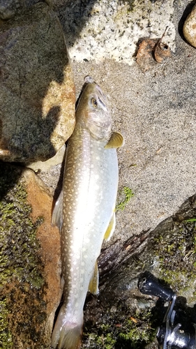 イワナの釣果