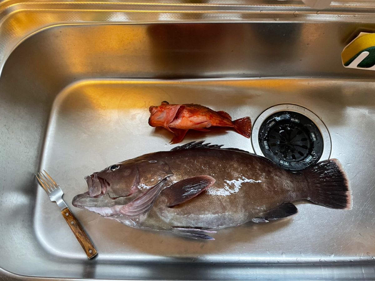 アングラー1285732さんの釣果 2枚目の画像