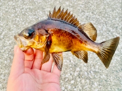 チャメバルの釣果