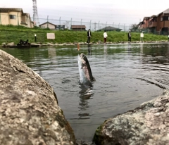 レインボートラウトの釣果