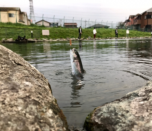 レインボートラウトの釣果