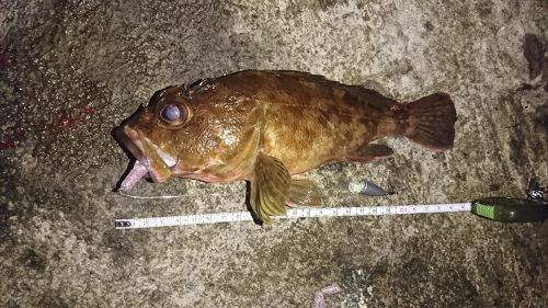 カサゴの釣果