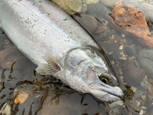 サクラマスの釣果