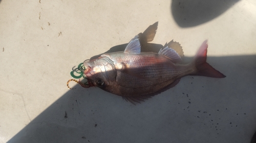 マダイの釣果