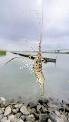 テナガエビの釣果