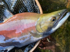 ヒメマスの釣果