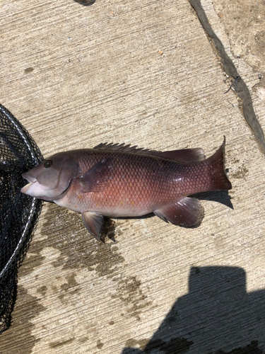 カンダイの釣果