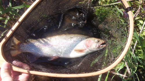 ニジマスの釣果