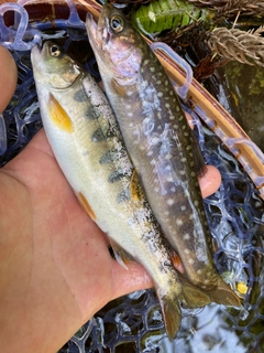 ヤマメの釣果