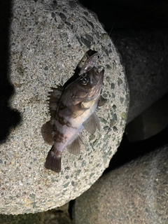 シロメバルの釣果