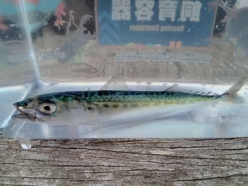 サバの釣果