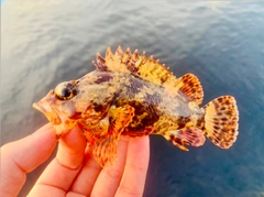 ヨロイメバルの釣果