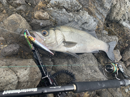 フッコ（ヒラスズキ）の釣果