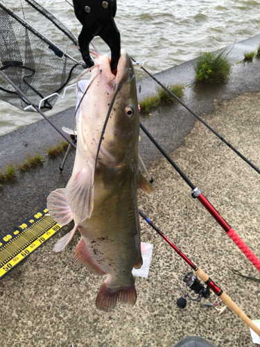 アメリカナマズの釣果