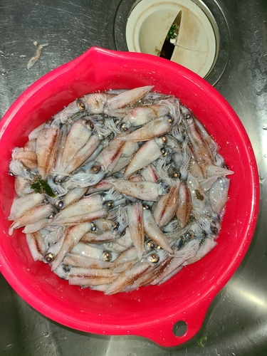 ホタルイカの釣果