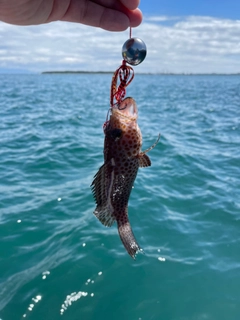 オオモンハタの釣果