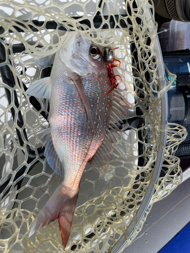 マダイの釣果