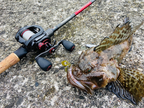 カジカの釣果