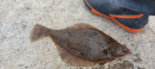 カレイの釣果