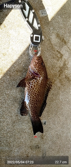 オオモンハタの釣果